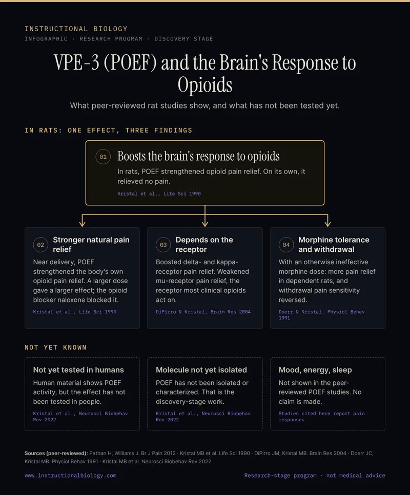 Infographic: VPE-3 (POEF) boosts the brain's response to opioids in rats, with three findings (stronger natural pain relief, receptor-dependent effects, enhanced morphine pain relief during tolerance and withdrawal) and what is not yet known (testing in humans, the molecule itself, mood, energy and sleep)