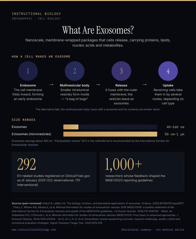 Infographic: how cells make exosomes, from endosome to multivesicular body to release, with exosome and ectosome size ranges